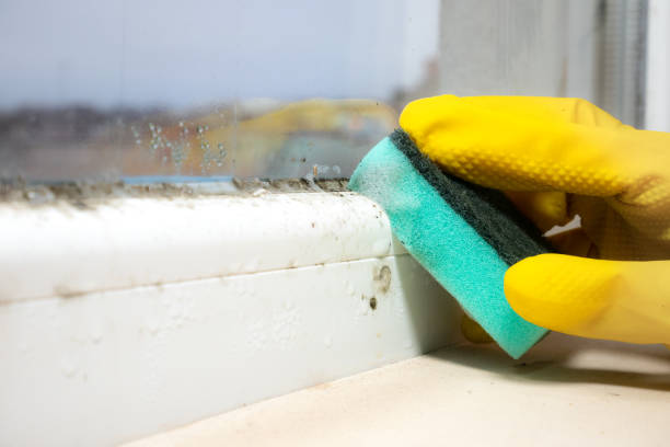 Best Mold Damage Repair  in Corpus Christi, TX