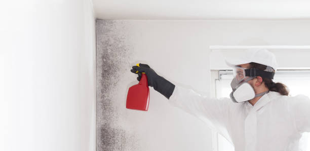 Best Attic Mold Removal  in Corpus Christi, TX