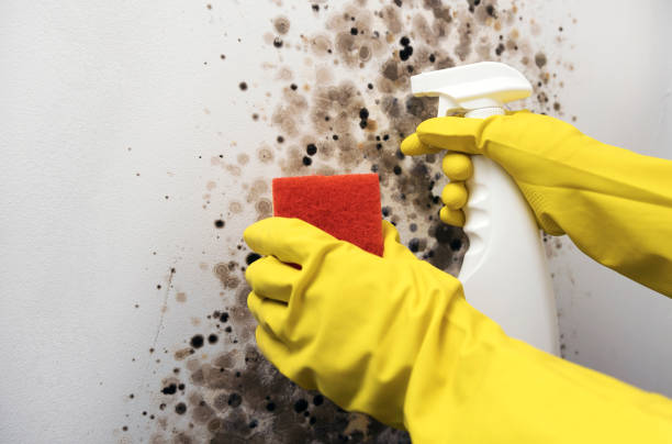 Best Commercial Mold Removal  in Corpus Christi, TX