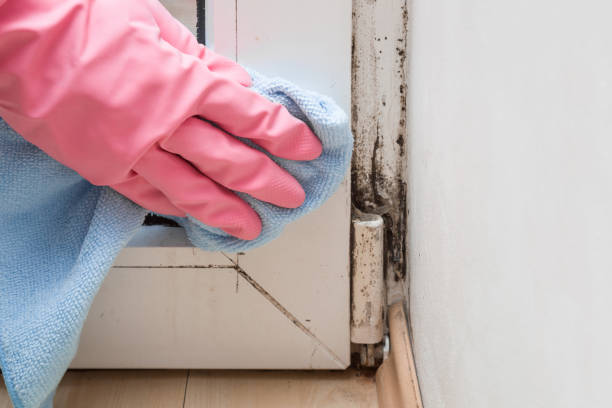 Mold Removal Process in Corpus Christi, TX